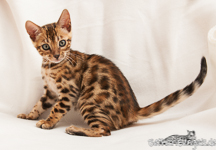 Bengal Kitten